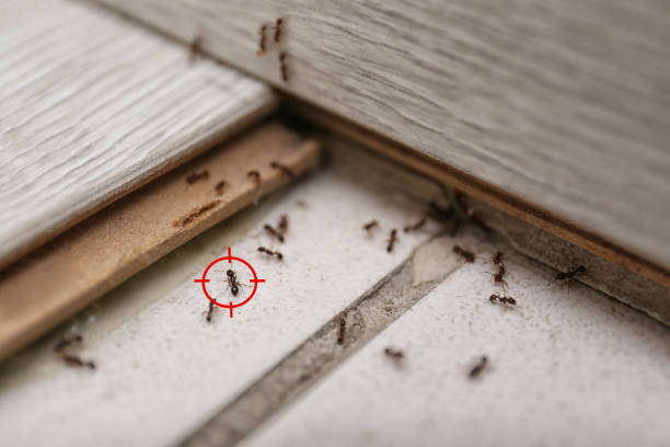 Best Termite Control Services  in Hewitt, TX