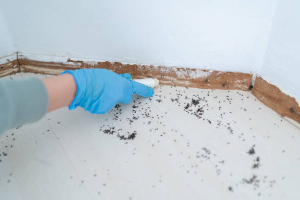 Best Mosquito Control Services  in Hewitt, TX